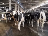 Vacă, Rasa Holstein — foto 5