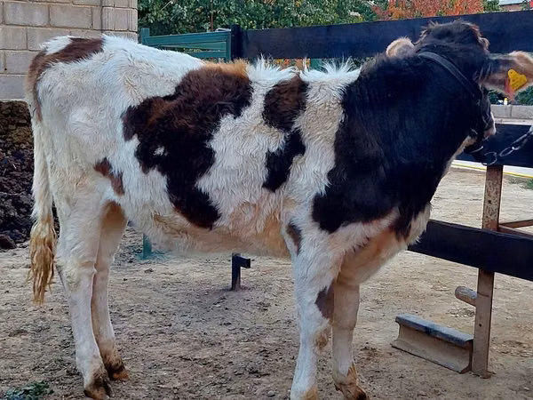 Kuh, Simmental cattle