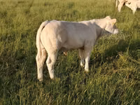 सांड, Charolais cattle — फ़ोटो 6