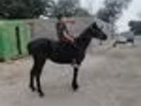 Cavalo, Cavalos — foto 7