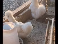Poule soie — photo 3