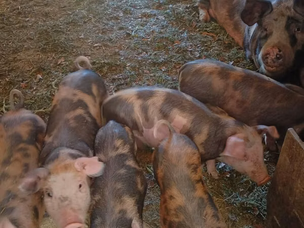 Säue, Schweine — Republik Moldau