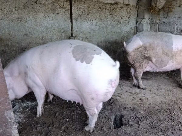 Scroafă, Porci