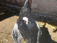Capră, Nubian Goat — foto 5
