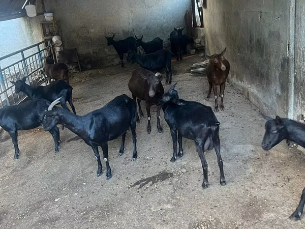 Capră, Murcia-Granada goats