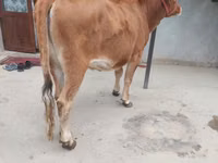 母牛, Cattle — 照片 2