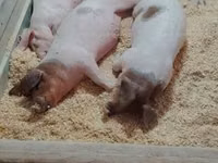 Porcs (lot, sexe non indiqué), Porcs — photo 6
