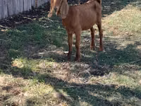 母山羊, Goats — 照片 1