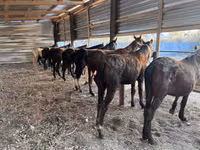 Caballo, Horse breed — foto 3