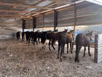 Caballo, Horse breed — foto 2