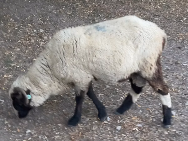 Ram, Sheep