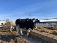Vacă, Russian Black pied cattle — foto 2