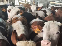 Taureau, Simmental cattle — photo 2