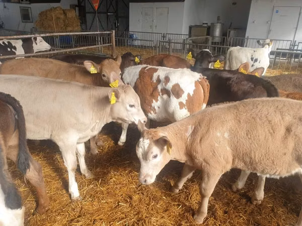 Buqa, Simmental cattle