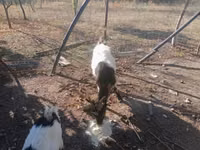 Țap, Capre — foto 1