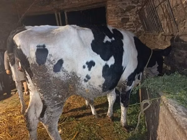 母牛, Russian Black pied cattle