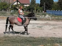 Toychoq, Polish pony — 4-rasm