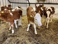 بقرة, Simmental cattle — الصورة 2