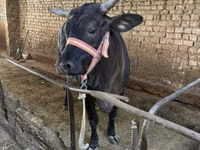 गाय, ब्राह्मण — फ़ोटो 3