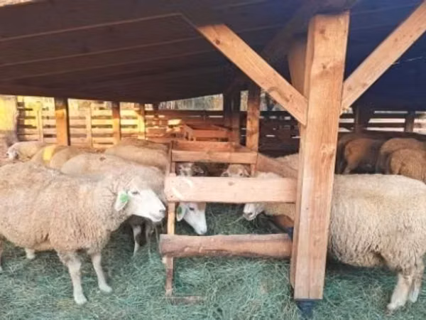 Qoyunlar (partiya, cinsi göstərilməyib), Qoyunlar