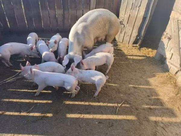 Schweine (Partie, Geschlecht nicht angegeben), 