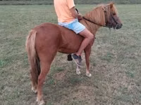 Égua, Cavalos — foto 2
