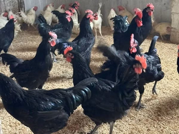 Australorp