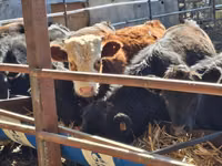 Bou, Aberdeen-Angus — foto 3