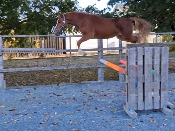 Horse (M), Welsh Cob