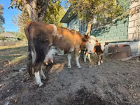 بقرة, Simmental cattle — الصورة 1
