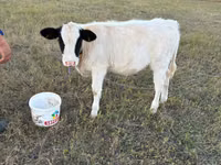 بقرة, Simmental cattle — الصورة 3