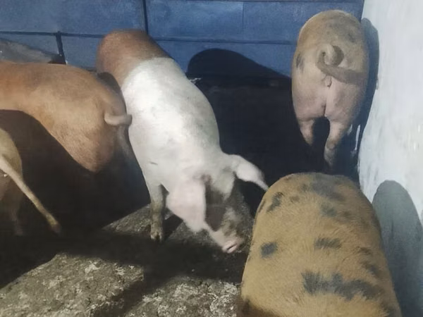 Scroafă, Porci
