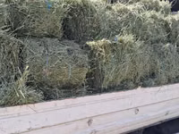 Balot de lucernă — الصورة 1