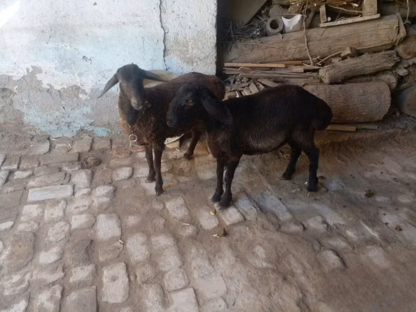 公羊, Rhon sheep