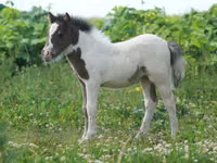 घोड़ा, American shetland pony — फ़ोटो 4