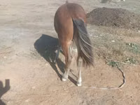 Cal, Kazakh horse — foto 3