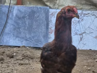 Chickens — foto 8