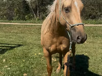 Mare, Quarter Horse — photo 2