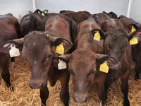 公牛, Simmental cattle — 照片 7