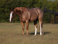 Horse (M), Quarter Horse — photo 2