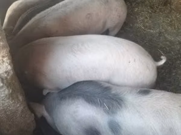 Scroafă, 