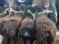 Carnero, Hissar sheep — foto 5