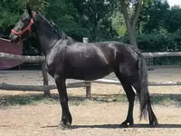 Toychoq, Friesian — 2-rasm