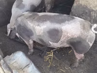 Vier, Porci — foto 1