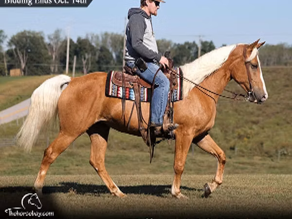فرس, Palomino