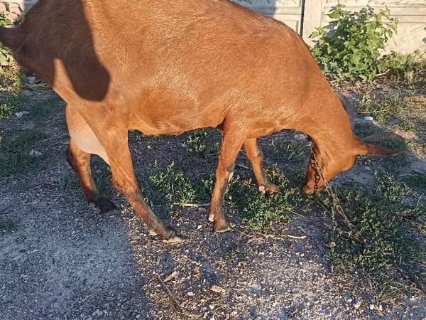 Capră, Alpine goat