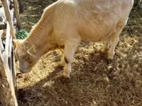 Buqa, Simmental cattle — 4-rasm