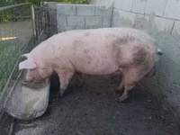 Eber — Foto 1