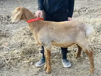 भेड़, Arashan sheep — फ़ोटो 1