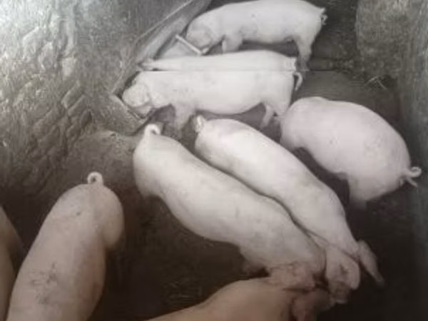 Eber, Schweine